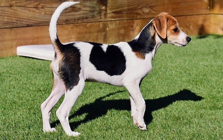 Jack Russell Terrier and Beagle Mix
